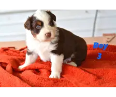 5 Red Aussie Shepherd Puppies Up for Adoption - 6