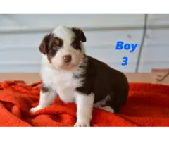 5 Red Aussie Shepherd Puppies Up for Adoption - 7