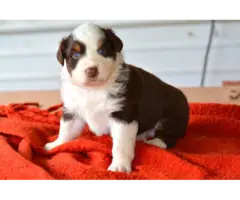 5 Red Aussie Shepherd Puppies Up for Adoption - 8