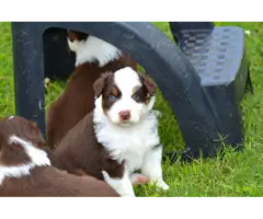 5 Red Aussie Shepherd Puppies Up for Adoption - 9