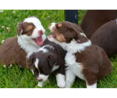 5 Red Aussie Shepherd Puppies Up for Adoption - 10