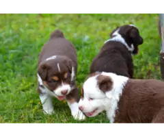 5 Red Aussie Shepherd Puppies Up for Adoption - 14