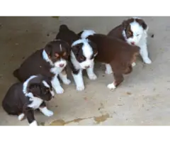 5 Red Aussie Shepherd Puppies Up for Adoption - 15