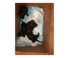 Toy Chihuahua puppies looking for forever homes - 4