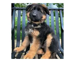 10 weeks German Shepherd dogs available - 1