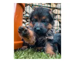 10 weeks German Shepherd dogs available - 2