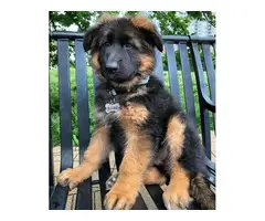 10 weeks German Shepherd dogs available - 4