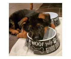 10 weeks German Shepherd dogs available - 6
