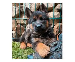 10 weeks German Shepherd dogs available - 11