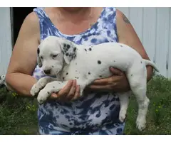 ACA registered Dalmatian puppy
