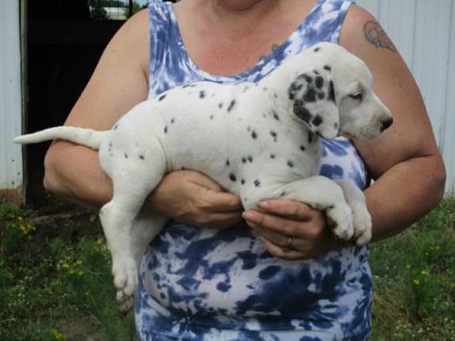 ACA registered Dalmatian puppy in Beverly Hills