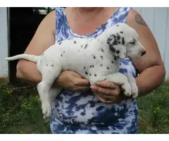 ACA registered Dalmatian puppy - 2