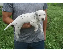 ACA registered Dalmatian puppy - 3