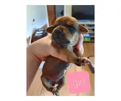 Chihuahua Min pin puppies small rehoming