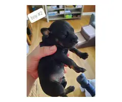 Chihuahua Min pin puppies small rehoming - 6