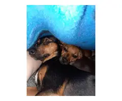 Chihuahua Min pin puppies small rehoming - 7