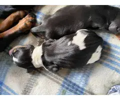 Purebred miniature dachshunds for sale - 7