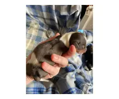 Purebred miniature dachshunds for sale - 9
