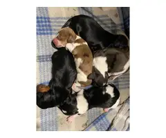 Purebred miniature dachshunds for sale - 10