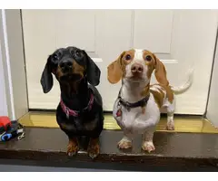 Purebred miniature dachshunds for sale - 12