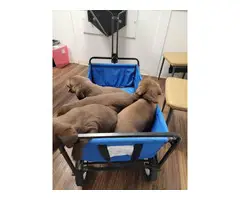 AKC Chocolate lab pups for sale