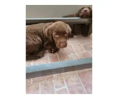AKC Chocolate lab pups for sale - 3