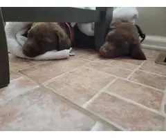 AKC Chocolate lab pups for sale - 4