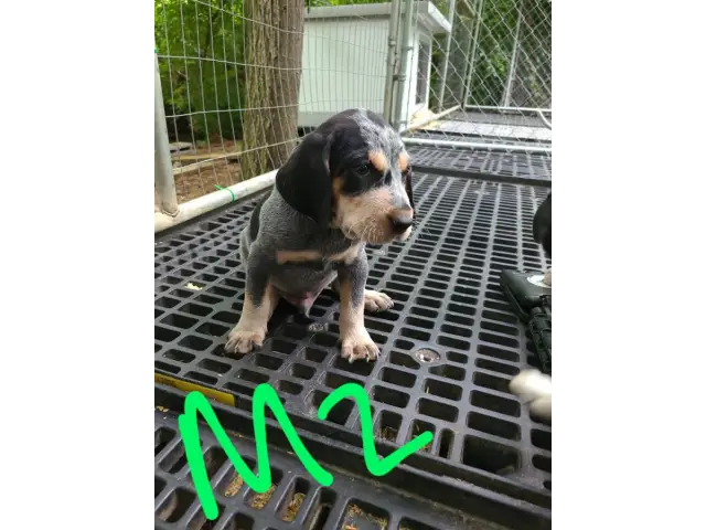 4 English coonhound puppies available - 1/12