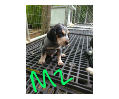 4 English coonhound puppies available