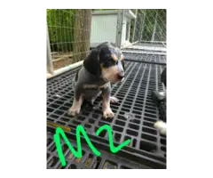 4 English coonhound puppies available