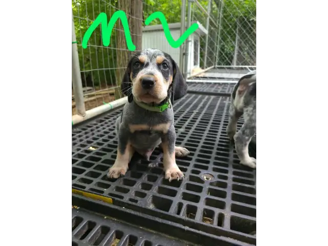 4 English coonhound puppies available - 2/12
