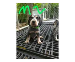 4 English coonhound puppies available - 2