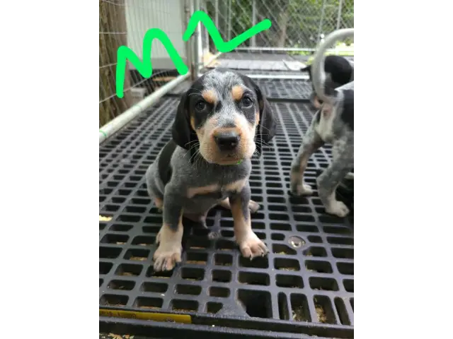4 English coonhound puppies available - 3/12