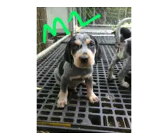 4 English coonhound puppies available - 3