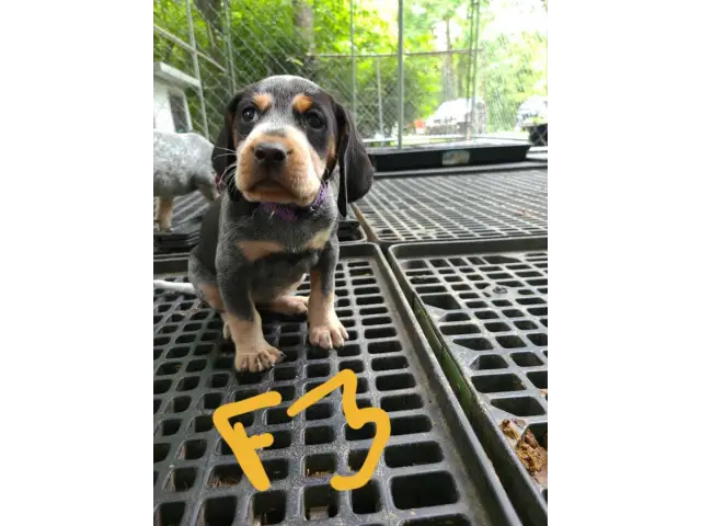 4 English coonhound puppies available - 4/12