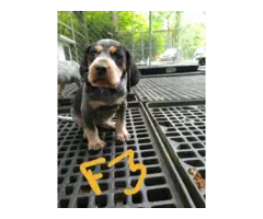 4 English coonhound puppies available - 4