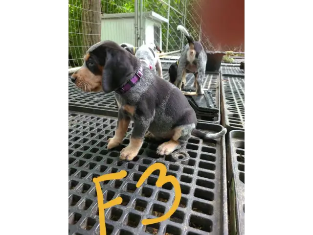 4 English coonhound puppies available - 5/12