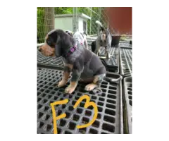 4 English coonhound puppies available - 5