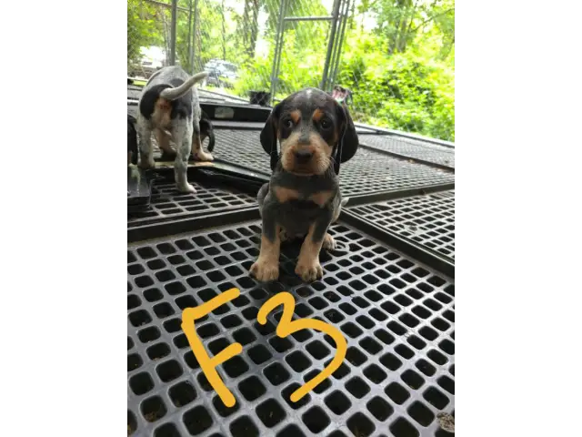 4 English coonhound puppies available - 6/12
