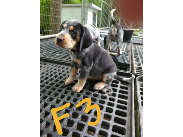 4 English coonhound puppies available - 7/12