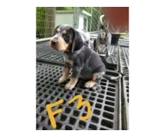 4 English coonhound puppies available - 7