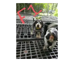 4 English coonhound puppies available - 10