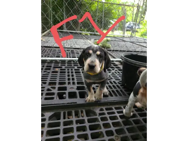 4 English coonhound puppies available - 11/12