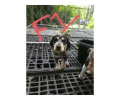 4 English coonhound puppies available - 11