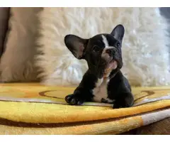 2 french bulldog puppies for sale 1 boy and 1 girl Available now
