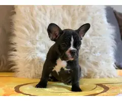 2 french bulldog puppies for sale 1 boy and 1 girl Available now - 4