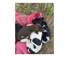 4 AKC German shorthair pointer female puppies for sale - 2