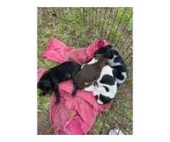 4 AKC German shorthair pointer female puppies for sale - 3