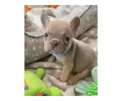 4 OUTSTANDING french bulldog  PUPPIES