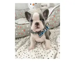 4 OUTSTANDING french bulldog  PUPPIES - 2